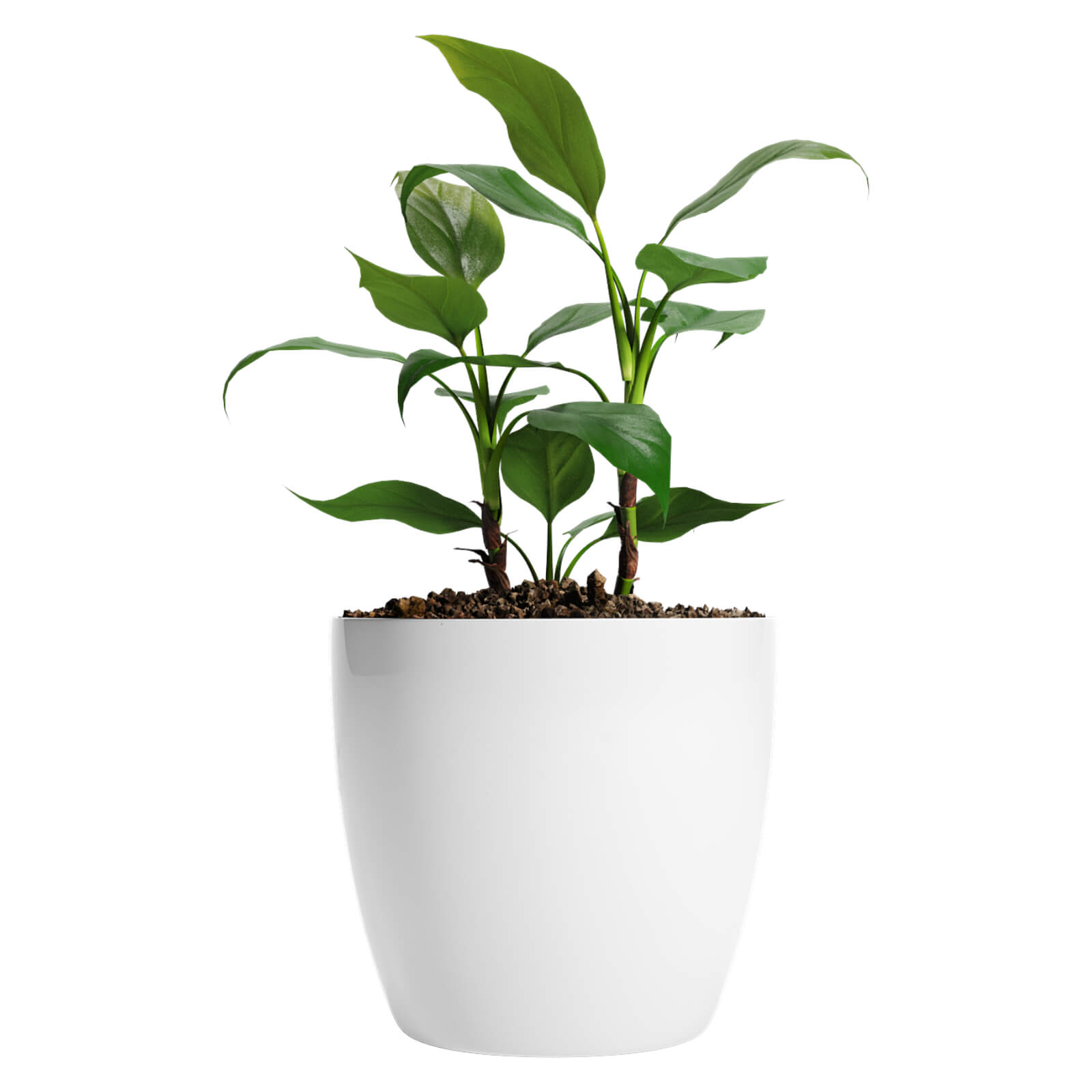 MACETA DE PLASTICO IDEAL SUCULENTAS PREMIUM 22 COLOR BLANCO 0