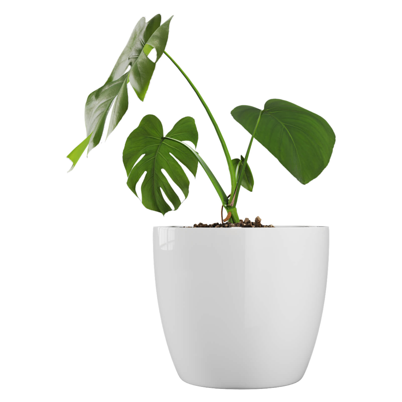 MACETA DE PLASTICO IDEAL SUCULENTAS PREMIUM 27 COLOR BLANCO 0